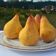 Саджанець Груша Осінь Буковини